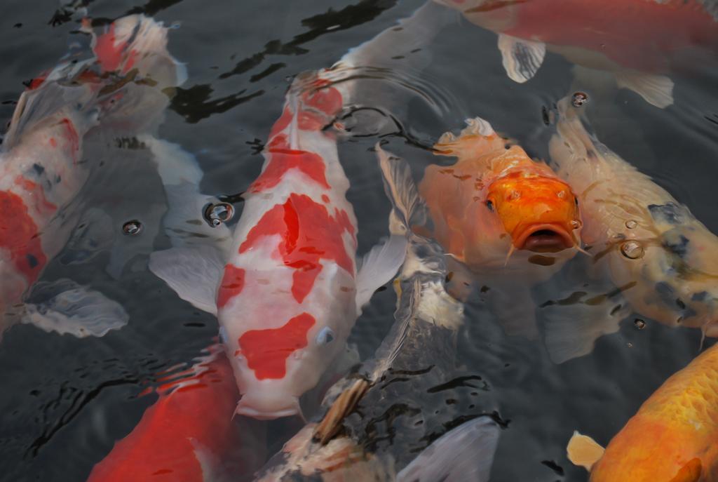 Akizuki Spa Ryokan Seiryuan Asakura  Zewnętrze zdjęcie